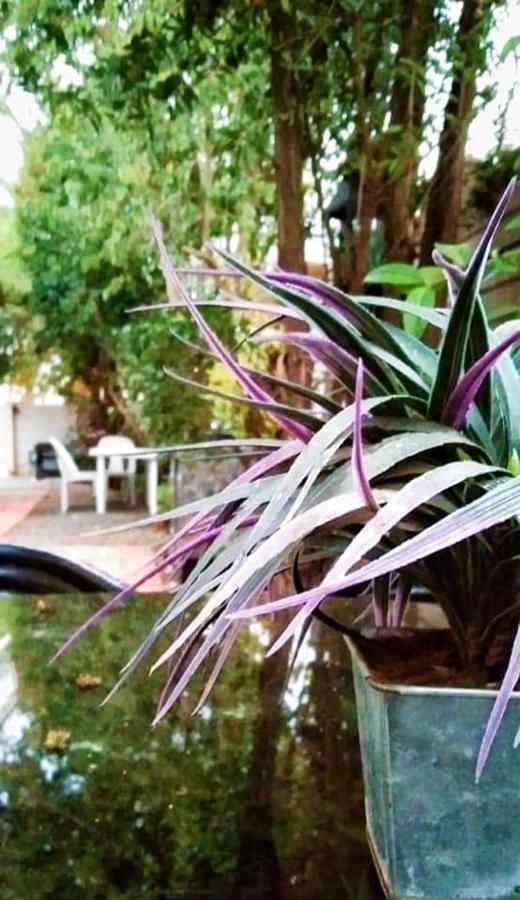 Aandrus Guesthouse Bloemfontein Dış mekan fotoğraf